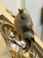 Large Decorative Birdcage w Decorative Bird EK221-158